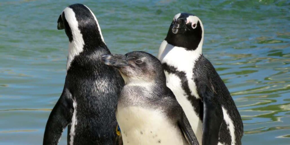 South Africa - Penguin and Marine Bird Sanctuary46
