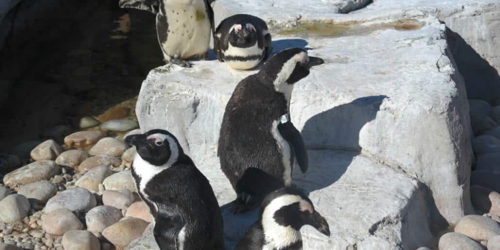 South Africa - Penguin and Marine Bird Sanctuary49