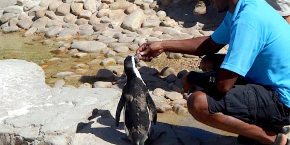 South Africa - Penguin and Marine Bird Sanctuary50