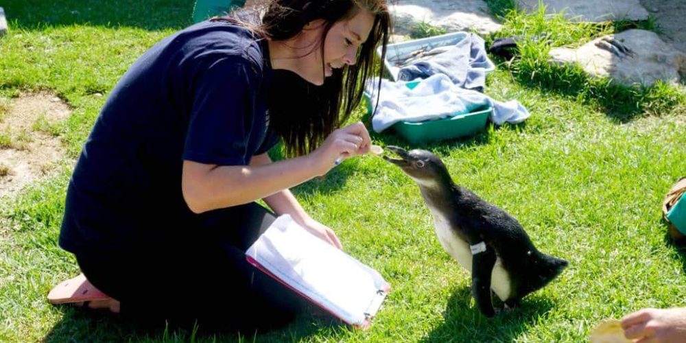 South Africa - Penguin and Marine Bird Sanctuary9