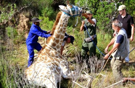 South-Africa---Pre-Vet-Wildlife-Internship---main---1