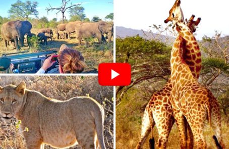 South-Africa---The-Big-5-Wildlife-Reserve-in-the-Greater-Kruger-Area---main---Video