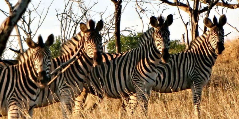 South Africa - The Big 5 Wildlife Reserve in the Greater Kruger Area23
