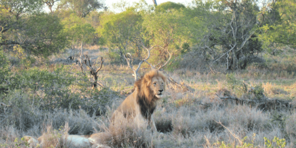 South Africa - The Big 5 Wildlife Reserve in the Greater Kruger Area26