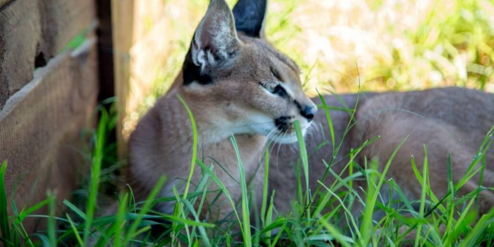 South Africa - Wild Cat Sanctuary12