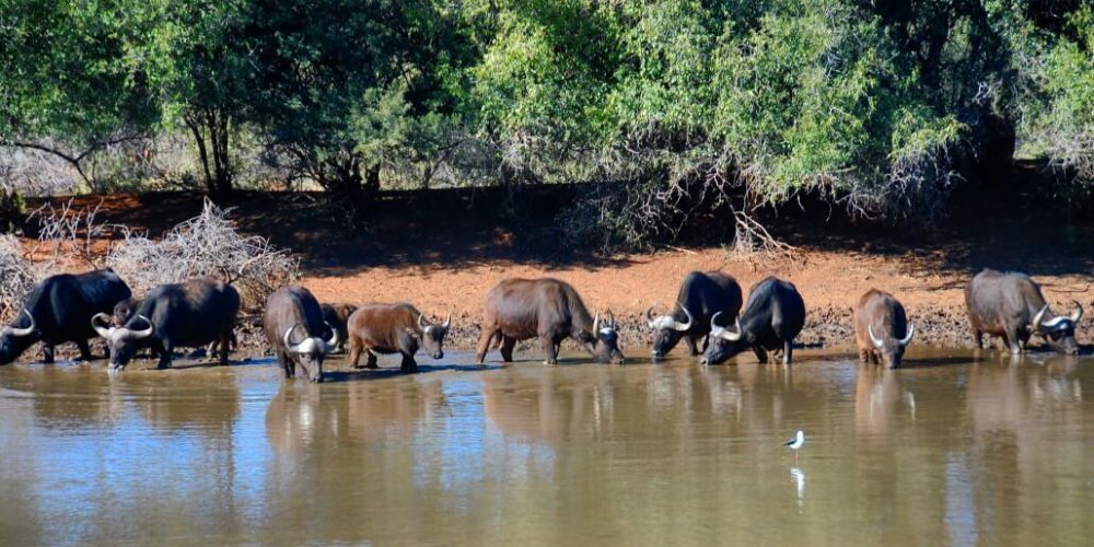 South Africa - Wild Cat Sanctuary6