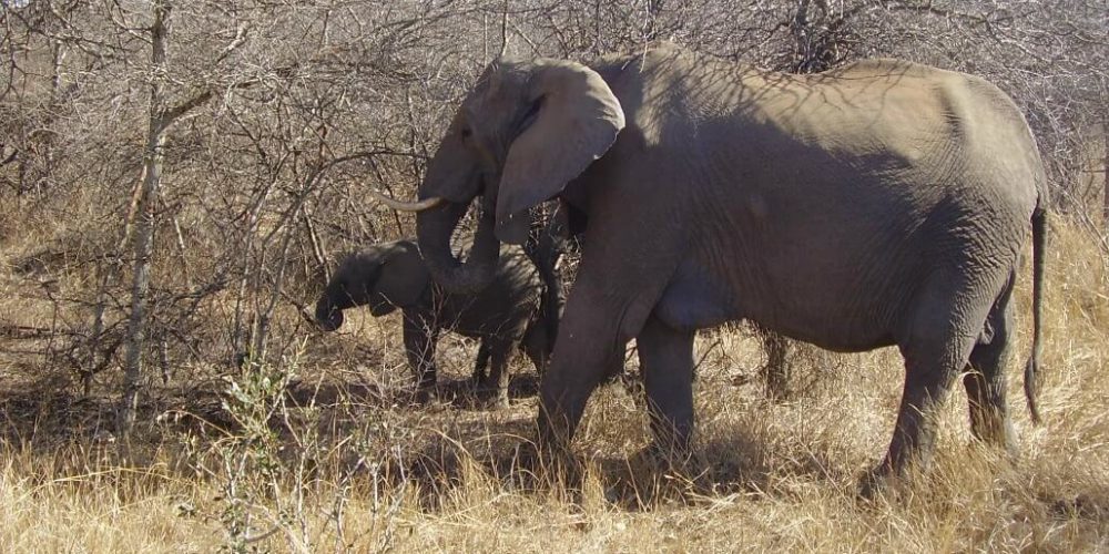 South Africa - Wildlife Rehabilitation Center36