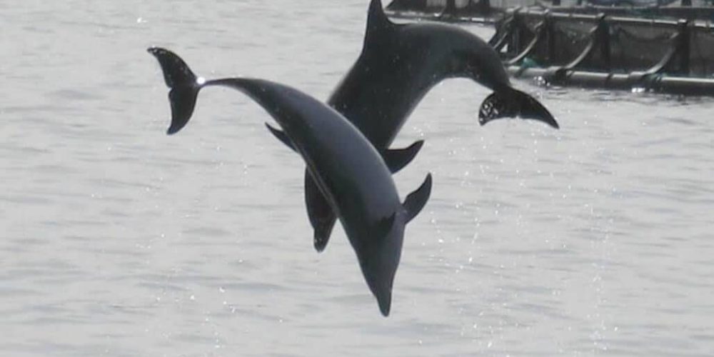 Spain - Canary Islands Dolphin and Whale Research17