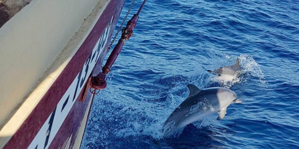 Spain - Canary Islands Dolphin and Whale Research19