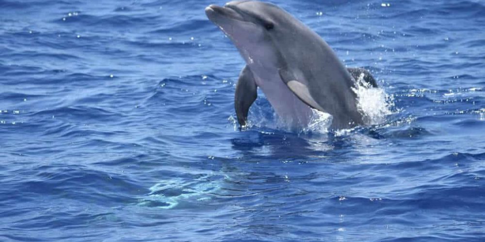 Spain - Canary Islands Dolphin and Whale Research26