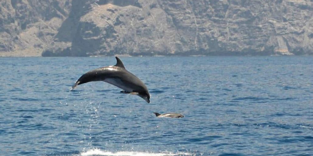 Spain - Canary Islands Dolphin and Whale Research29