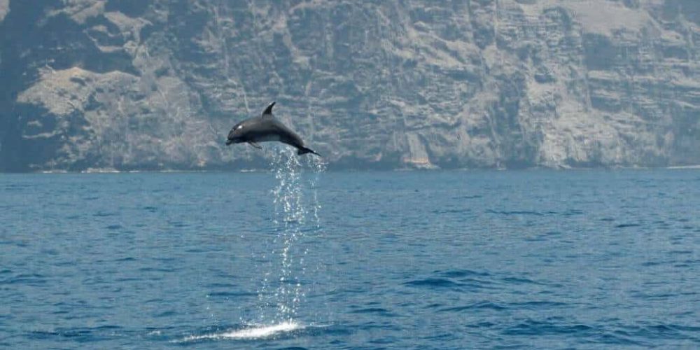 Spain - Canary Islands Dolphin and Whale Research35