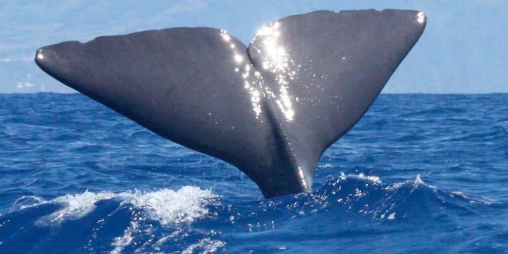 Spain - Canary Islands Dolphin and Whale Research4