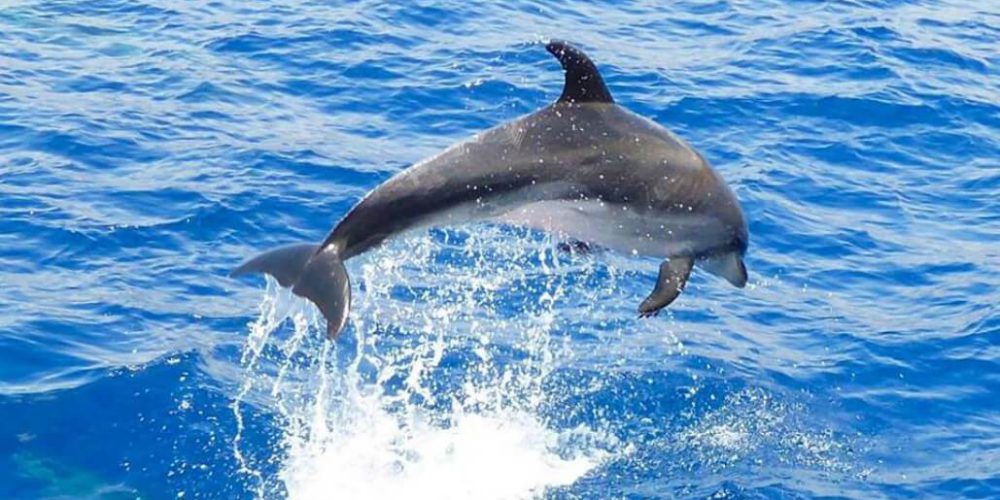 Spain - Canary Islands Dolphin and Whale Research45