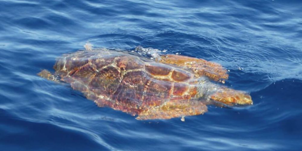 Spain - Canary Islands Dolphin and Whale Research8