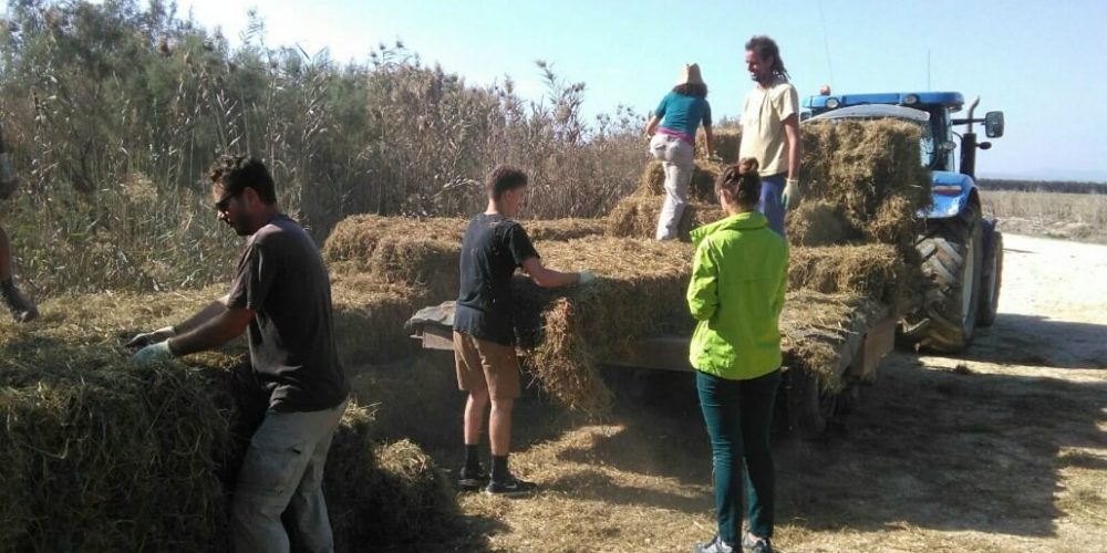 Spain - Conservation Projects in the Valencia Region31