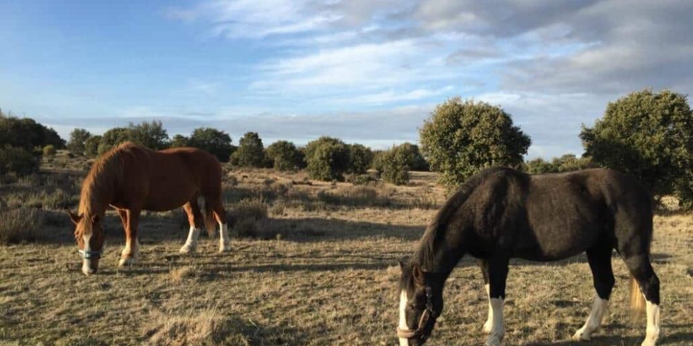 Spain - Wildlife Research and Ecological Farming21