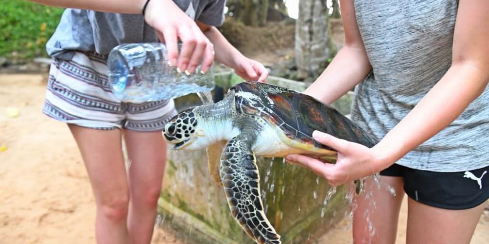 Sri Lanka - Sea Turtle Rescue and Rehabilitation10