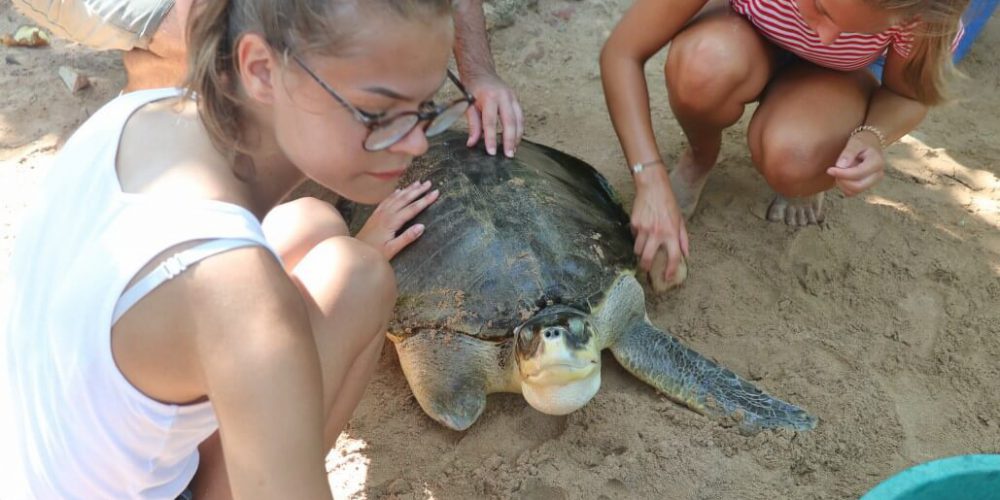 Sri Lanka - Sea Turtle Rescue and Rehabilitation14