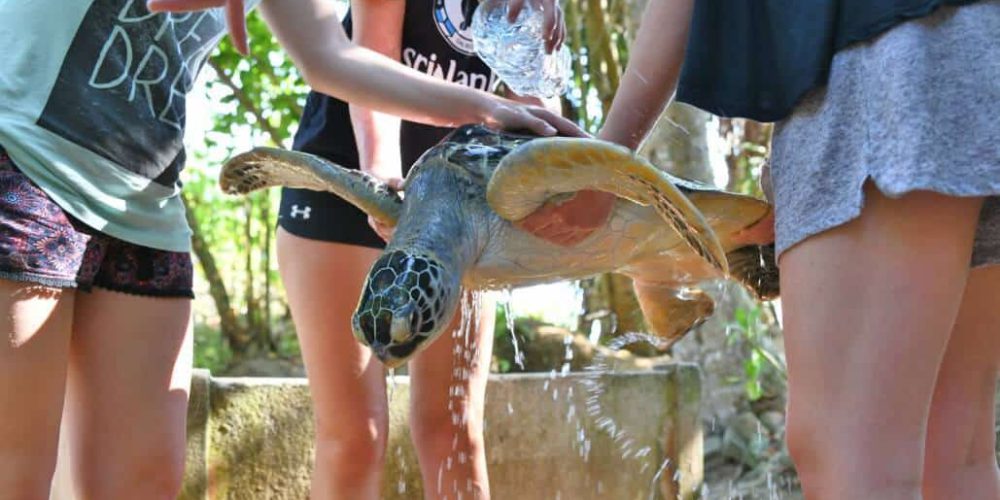 Sri Lanka - Sea Turtle Rescue and Rehabilitation16