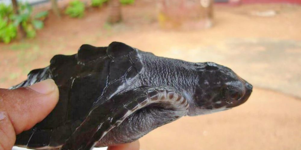 Sri Lanka - Sea Turtle Rescue and Rehabilitation21