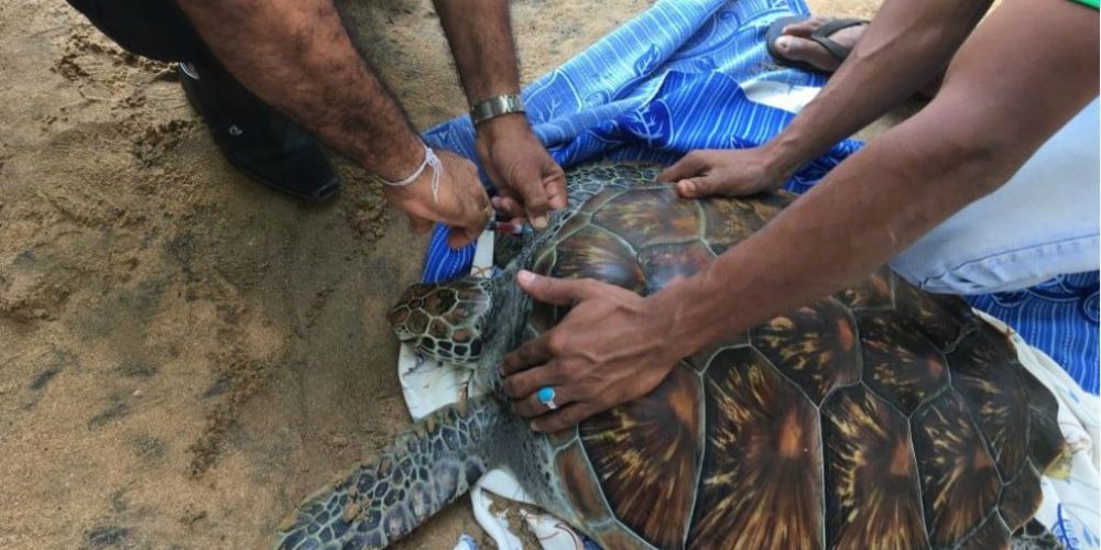 Sri Lanka - Sea Turtle Rescue and Rehabilitation22