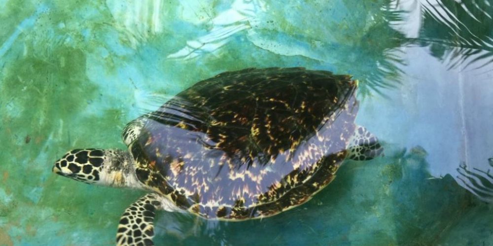 Sri Lanka - Sea Turtle Rescue and Rehabilitation25
