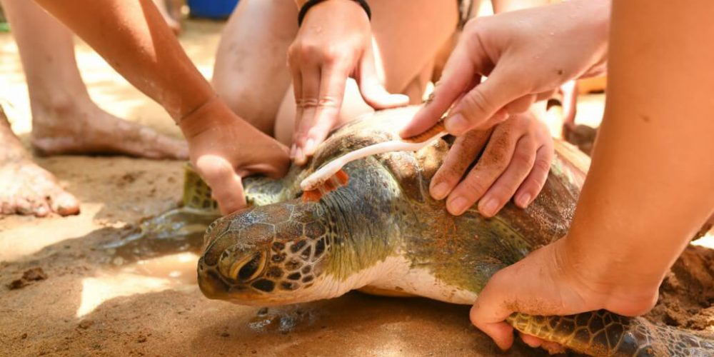 Sri Lanka - Sea Turtle Rescue and Rehabilitation5