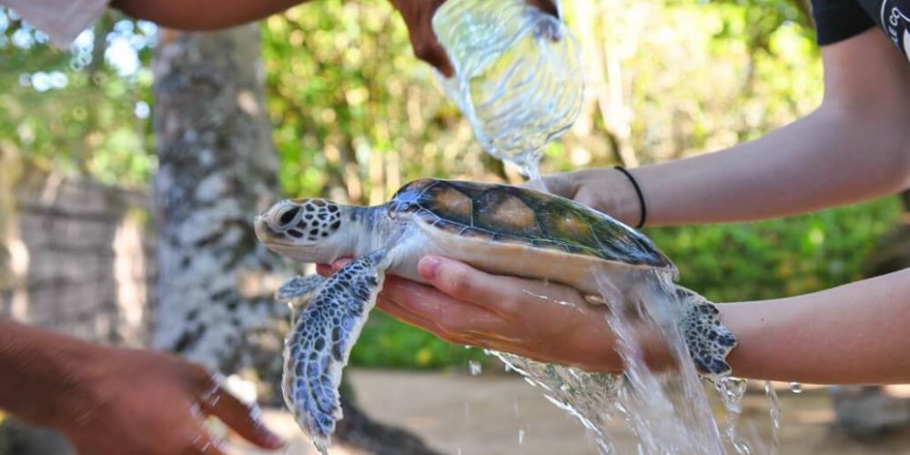 Sri Lanka - Sea Turtle Rescue and Rehabilitation7