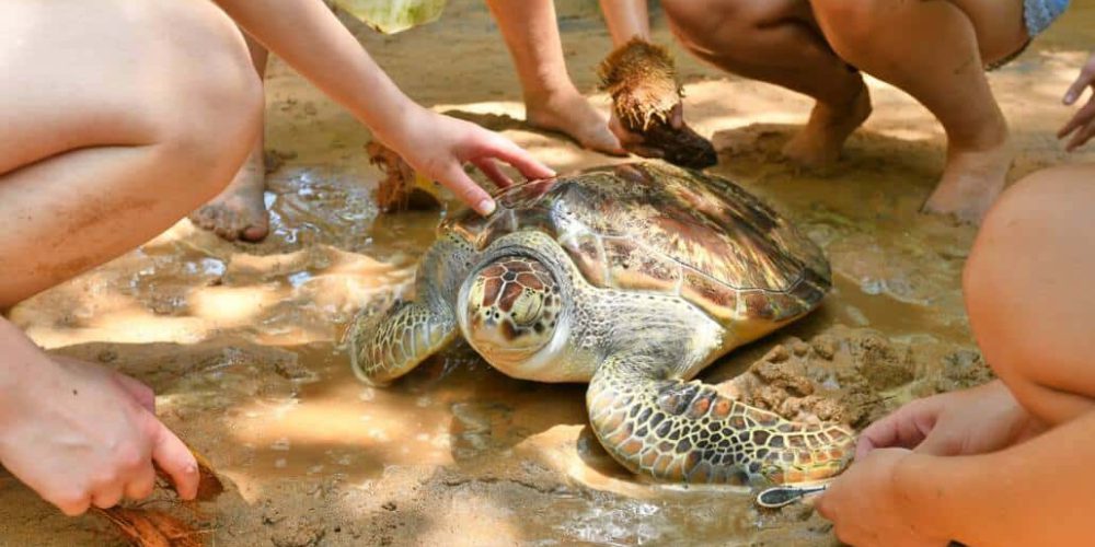 Sri Lanka - Sea Turtle Rescue and Rehabilitation9