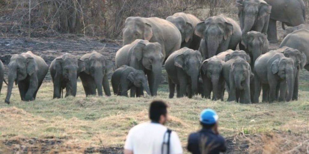 Sri Lanka - Wild Elephant Conservation and Research9