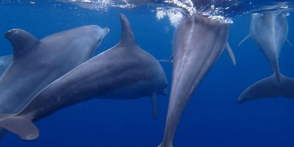 Tanzania - Dolphin and Marine Conservation11