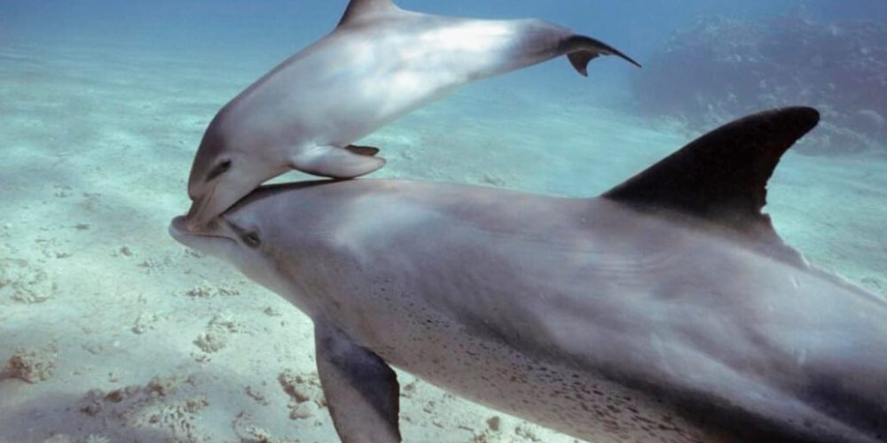 Tanzania - Dolphin and Marine Conservation3