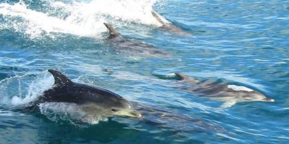 Tanzania - Dolphin and Marine Conservation8