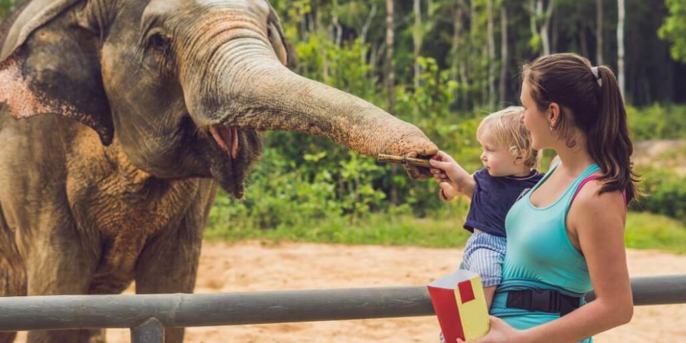 Thailand - Family-Friendly Elephant Forest Refuge1
