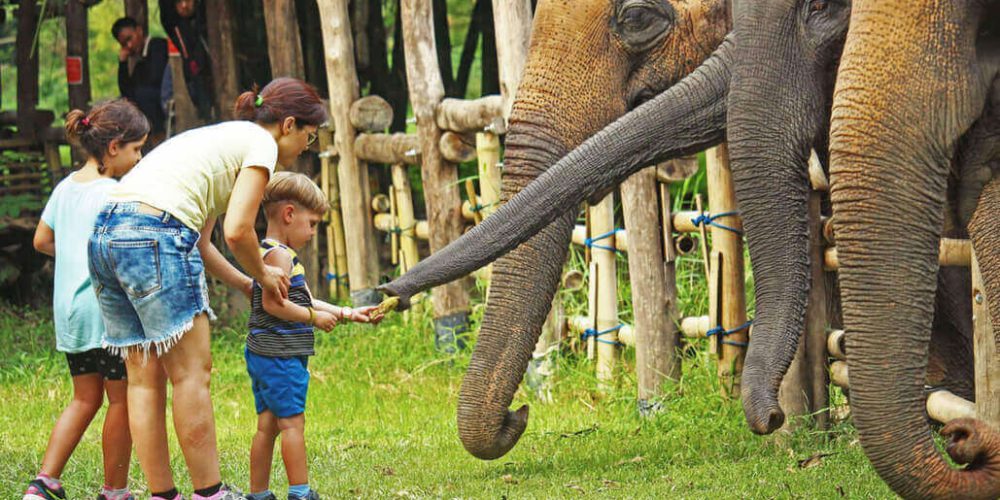 Thailand - Family-Friendly Elephant Forest Refuge2