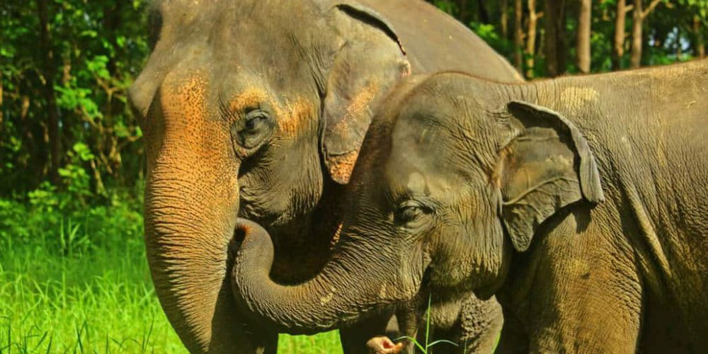 Thailand - Family-Friendly Elephant Forest Refuge3