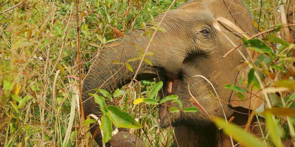 Thailand - Family-Friendly Elephant Forest Refuge4