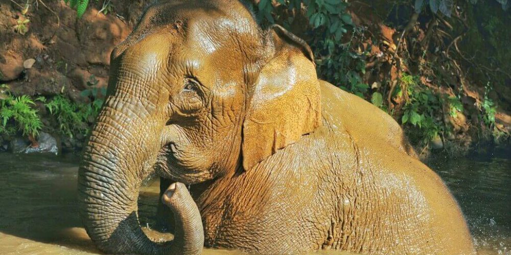 Thailand - Family-Friendly Elephant Forest Refuge6
