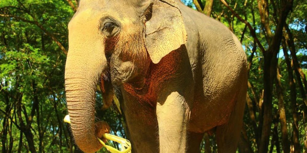 Thailand - Family-Friendly Elephant Forest Refuge7