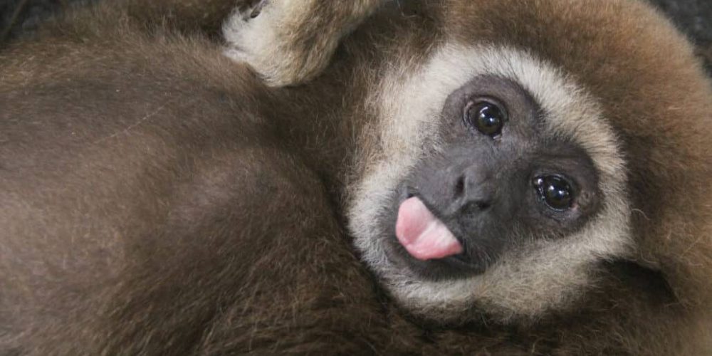 Thailand - Gibbon Primate Sanctuary2