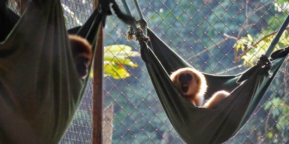 Thailand - Gibbon Primate Sanctuary3