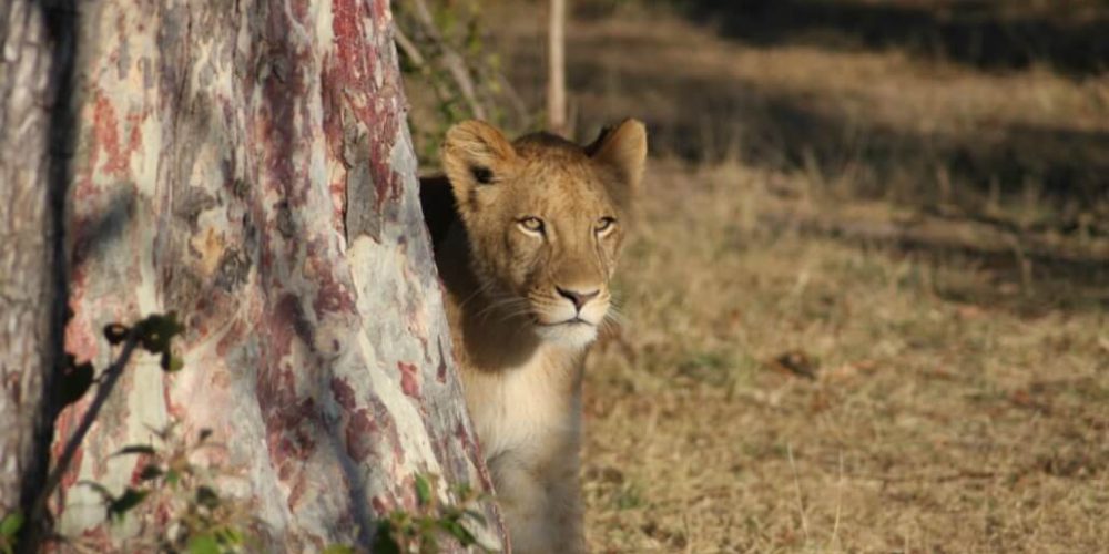 Zambia - Lion Rehabilitation and Conservation in Livingstone11