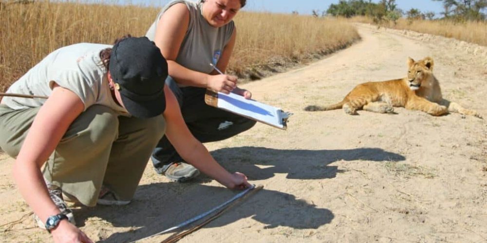 Zambia - Lion Rehabilitation and Conservation in Livingstone2