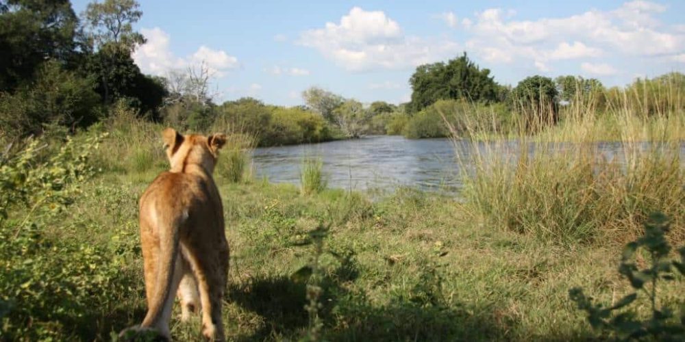 Zambia - Lion Rehabilitation and Conservation in Livingstone3