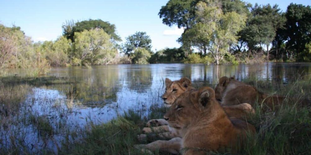 Zambia - Lion Rehabilitation and Conservation in Livingstone4