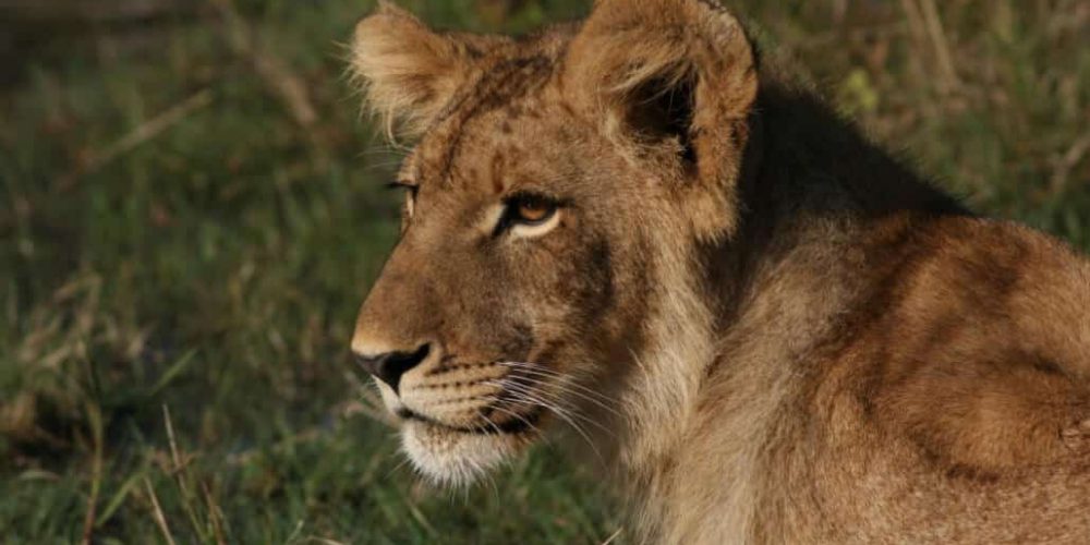 Zambia - Lion Rehabilitation and Conservation in Livingstone5