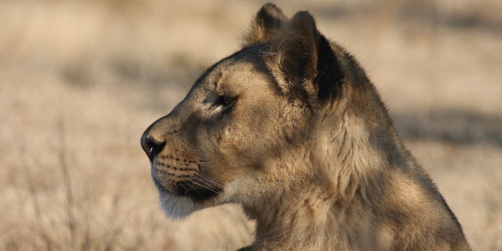 Zambia - Lion Rehabilitation and Conservation in Livingstone6