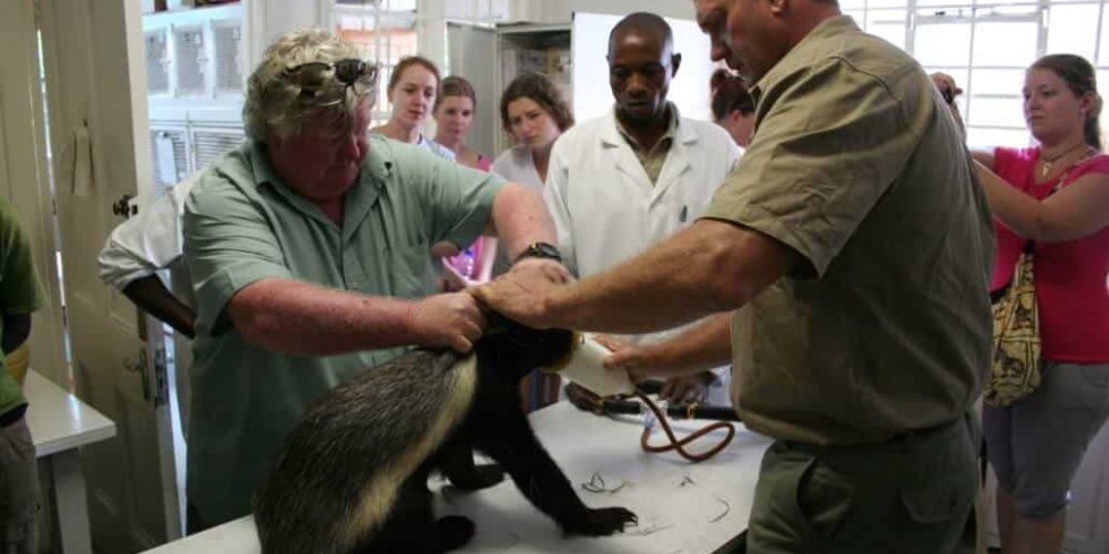 Zimbabwe - African Wildlife Orphanage32