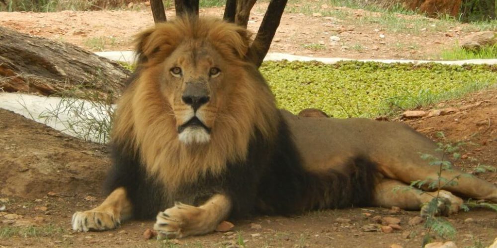 Zimbabwe - African Wildlife Orphanage8